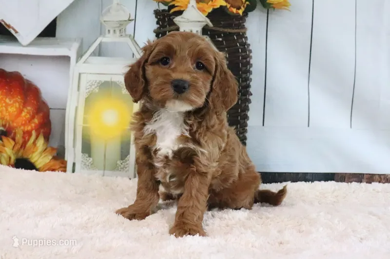 FLuffy – Miniature Goldendoodle puppy for sale in Baltic, OH
