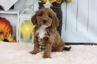 FLuffy, a female Miniature Goldendoodle for sale in Baltic, OH – 1 of 4