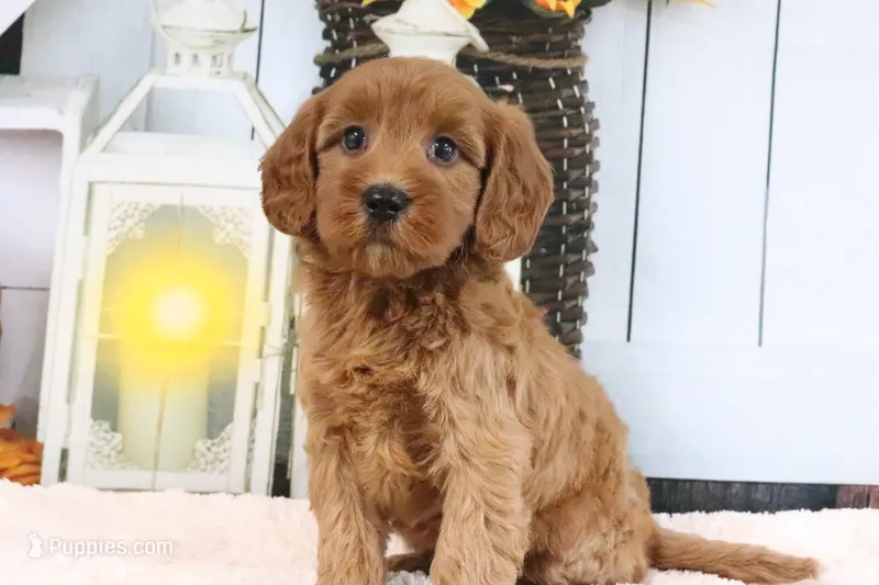 Libby – Miniature Goldendoodle puppy for sale in Baltic, OH
