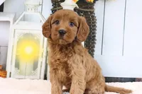Libby, a female Miniature Goldendoodle for sale in Baltic, OH – 1 of 4