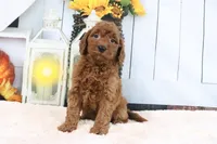 Lulu, a female Miniature Goldendoodle for sale in Baltic, OH – 2 of 4