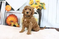 Leo, a male Miniature Goldendoodle for sale in Baltic, OH – 5 of 5