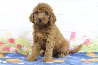 Flurry, a female Miniature Goldendoodle for sale in Baltic, OH – 2 of 4