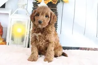 Mindy, a female Miniature Goldendoodle for sale in Baltic, OH – 2 of 4