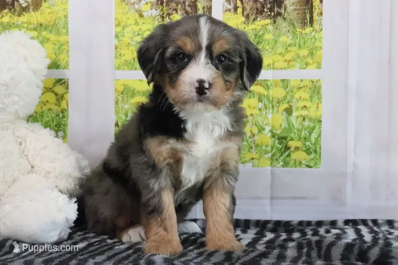Ruby – Miniature Bernedoodle puppy for sale in Baltic, OH