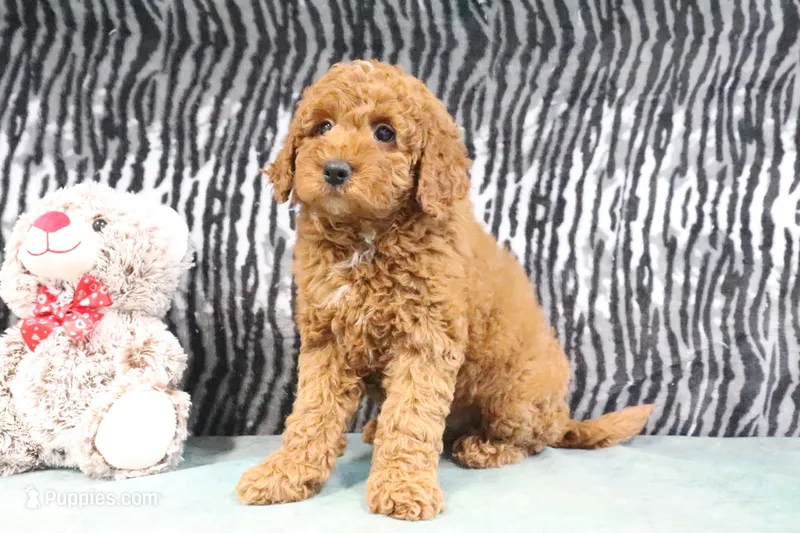 Abby – Miniature Goldendoodle puppy for sale in Baltic, OH