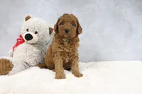 Abby, a female Miniature Goldendoodle for sale in Baltic, OH – 4 of 4