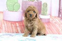 Hazel, a female Miniature Goldendoodle for sale in Baltic, OH – 4 of 5