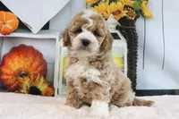 Koby, a male Miniature Goldendoodle for sale in Baltic, OH – 2 of 4