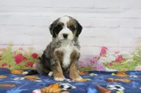 Libby, a female Miniature Bernedoodle for sale in Baltic, OH – 1 of 4