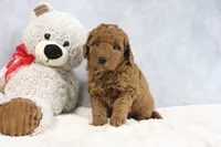 Abby, a female Miniature Goldendoodle for sale in Baltic, OH – 3 of 4