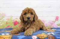 Fido, a male Miniature Goldendoodle for sale in Baltic, OH – 4 of 4