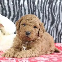 Murphy, a male Goldendoodle for sale in Baltic, OH – Photo 2 of 4