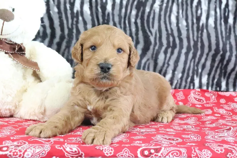 Mason, a male Goldendoodle for sale in Baltic, OH – Photo 1 of 4