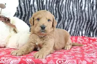 Mason, a male Goldendoodle for sale in Baltic, OH – Photo 1 of 4