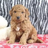 Murphy, a male Goldendoodle for sale in Baltic, OH – Photo 3 of 4