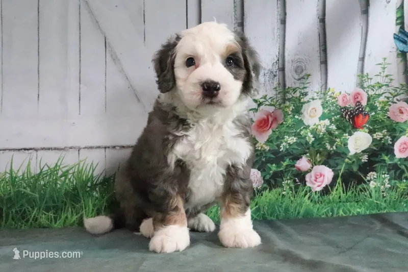Marshall – Miniature Bernedoodle puppy for sale in Baltic, OH