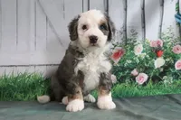 Marshall, a male Miniature Bernedoodle for sale in Baltic, OH – 1 of 5