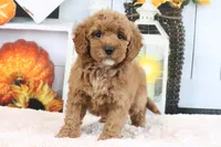 Luna, a female Miniature Goldendoodle for sale in Baltic, OH – 3 of 4