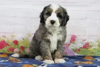 Lynn, a male Miniature Bernedoodle for sale in Baltic, OH – 4 of 4