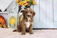 Bandit, a male Miniature Goldendoodle for sale in Baltic, OH – 2 of 4