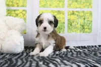 Ryker, a male Miniature Bernedoodle for sale in Baltic, OH – 4 of 5