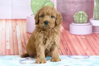 Penny, a female Miniature Goldendoodle for sale in Baltic, OH – 5 of 5