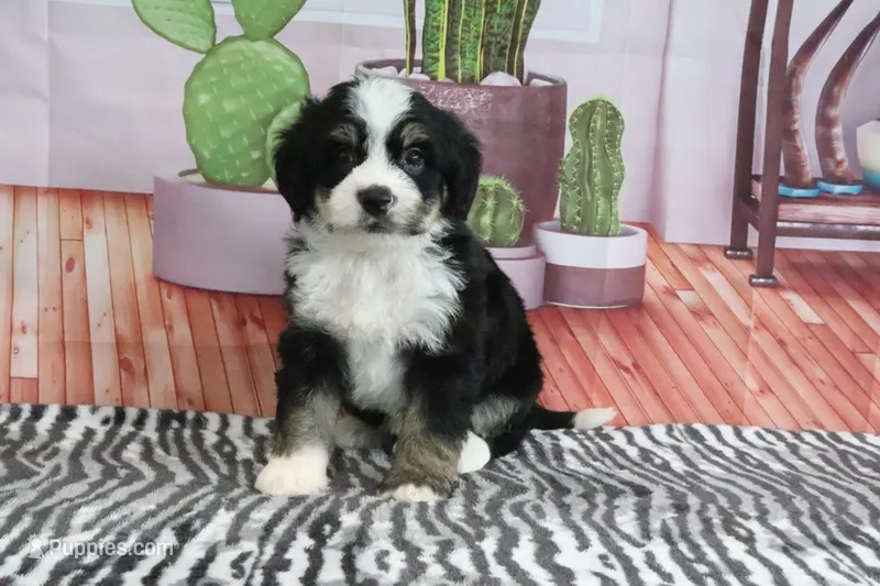 Scout – Miniature Bernedoodle puppy for sale in Baltic, OH