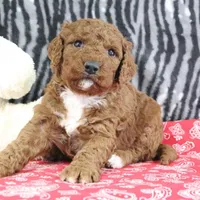 Maggie, a female Goldendoodle for sale in Baltic, OH – Photo 3 of 4