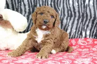 Maggie, a female Goldendoodle for sale in Baltic, OH – Photo 3 of 4