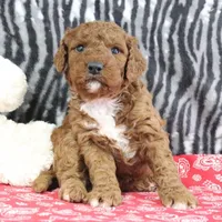 Maggie, a female Goldendoodle for sale in Baltic, OH – Photo 4 of 4