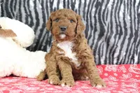 Maggie, a female Goldendoodle for sale in Baltic, OH – Photo 4 of 4