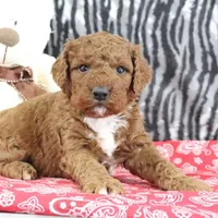 Maggie, a female Goldendoodle for sale in Baltic, OH – Photo 2 of 4