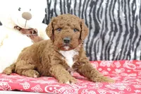 Maggie, a female Goldendoodle for sale in Baltic, OH – Photo 2 of 4