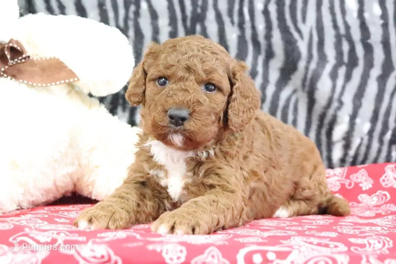 Maggie, a female Goldendoodle for sale in Baltic, OH – Photo 1 of 4
