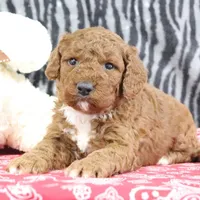 Maggie, a female Goldendoodle for sale in Baltic, OH – Photo 1 of 4