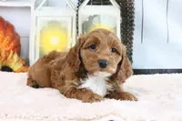 FLuffy, a female Miniature Goldendoodle for sale in Baltic, OH – 3 of 4