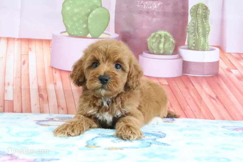 Princess – Miniature Goldendoodle puppy for sale in Baltic, OH