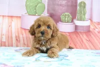 Princess, a female Miniature Goldendoodle for sale in Baltic, OH – 1 of 5