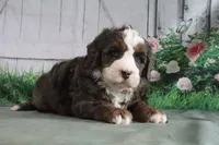 Murphy, a male Miniature Bernedoodle for sale in Baltic, OH – 4 of 4