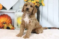 Kodiak, a male Miniature Goldendoodle for sale in Baltic, OH – 2 of 4