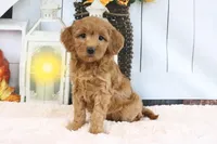 Flo, a female Miniature Goldendoodle for sale in Baltic, OH – 2 of 4