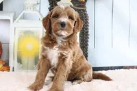 Bandit, a male Miniature Goldendoodle for sale in Baltic, OH – 1 of 4