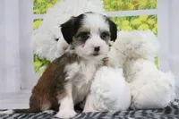 Ryker, a male Miniature Bernedoodle for sale in Baltic, OH – 3 of 5