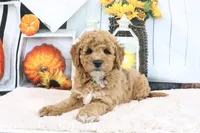 Cliff, a male Miniature Goldendoodle for sale in Baltic, OH – 6 of 8