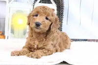 Fallon, a male Miniature Goldendoodle for sale in Baltic, OH – 4 of 4