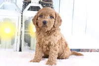 Marco, a male Miniature Goldendoodle for sale in Baltic, OH – 2 of 4