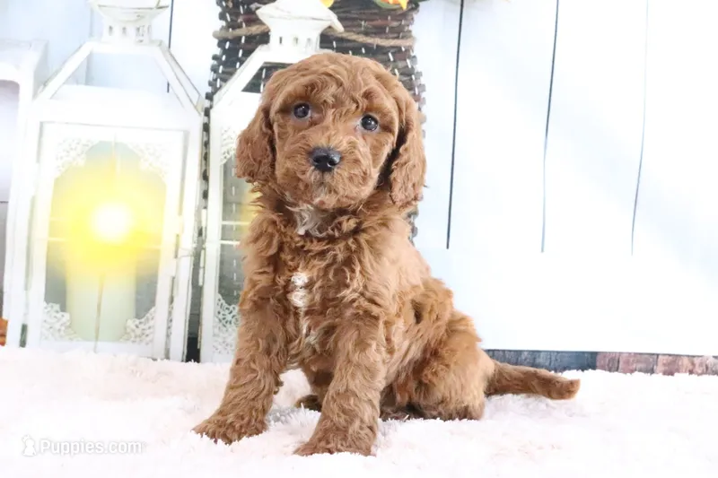Marshall – Miniature Goldendoodle puppy for sale in Baltic, OH