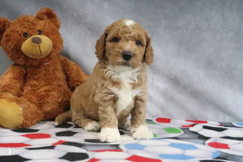 Cyrus – Miniature Goldendoodle puppy for sale in Baltic, OH