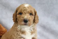Cyrus, a male Miniature Goldendoodle for sale in Baltic, OH – Photo 2 of 4